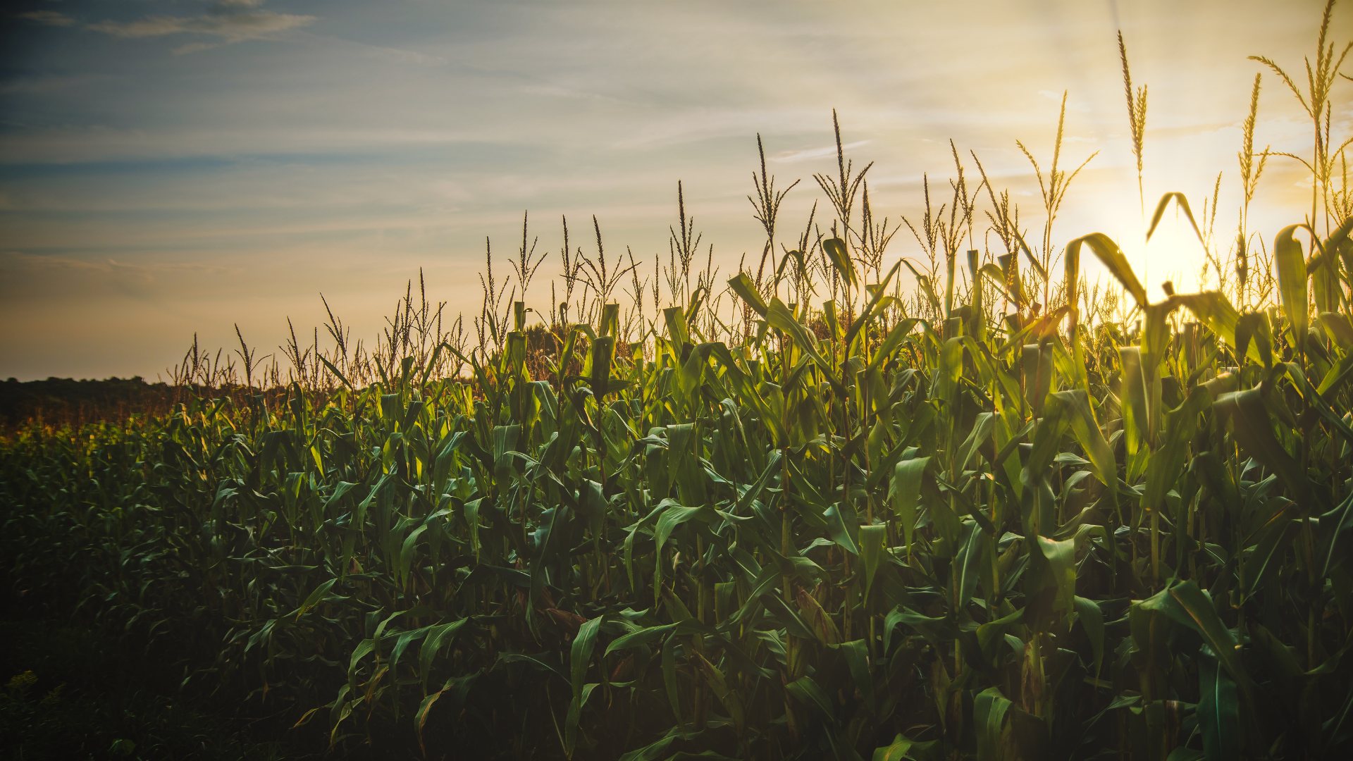Maize crop at sunset