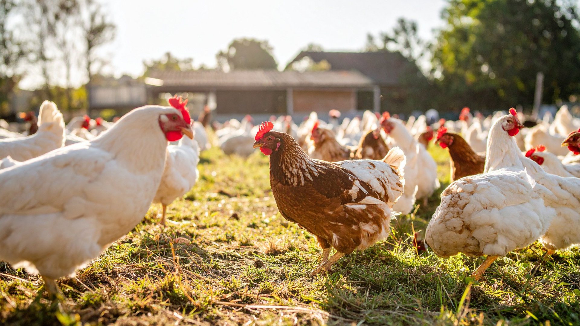 Free-range poultry on a farm