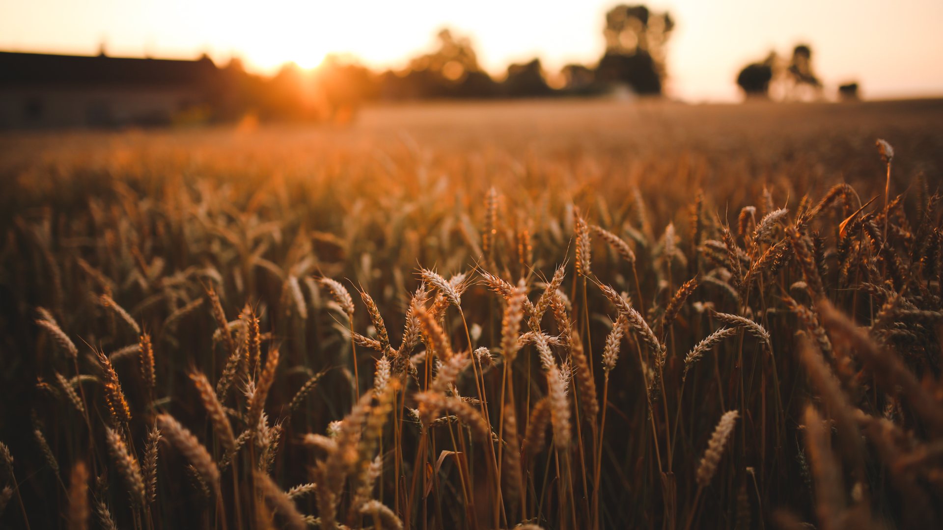 Wheat field at sunset